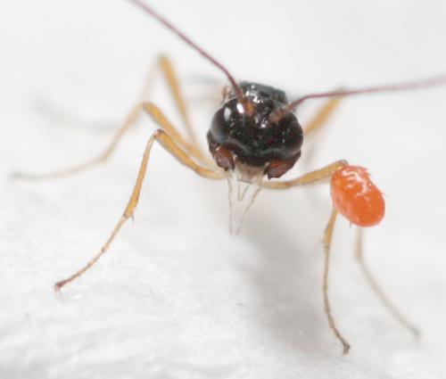 Aphaereta sp.