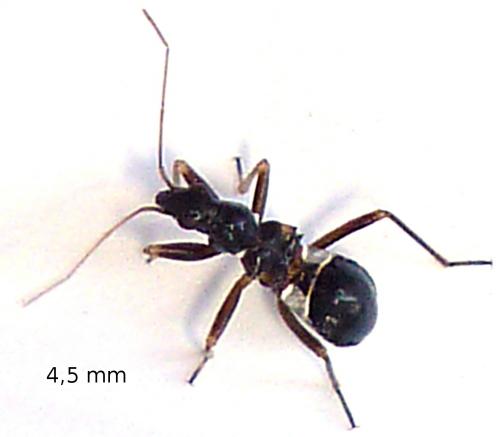 Réf. 59 868 : Himacerus mirmicoides