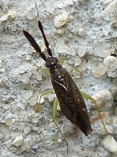 Réf. 59 804 : Heterotoma planicornis
