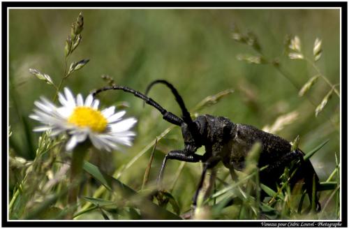 Réf. 59 867 : Lamia textor