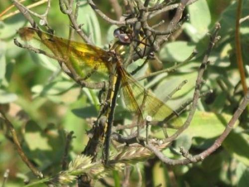 Oxygastra curtisii