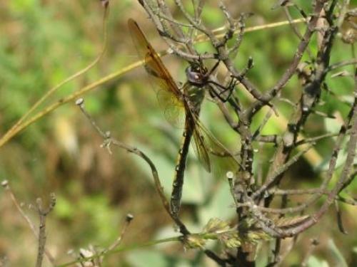 Oxygastra curtisii
