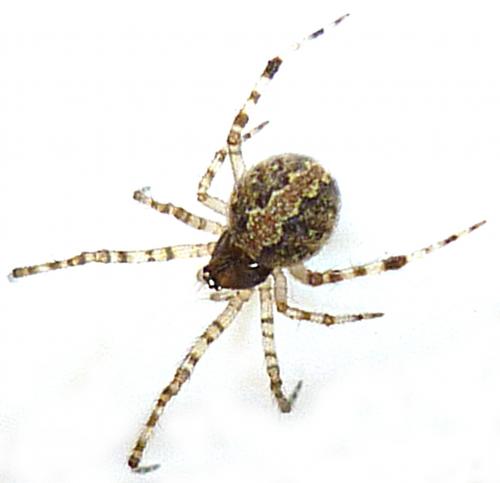 Réf. 59 989 : Theridion melanurum