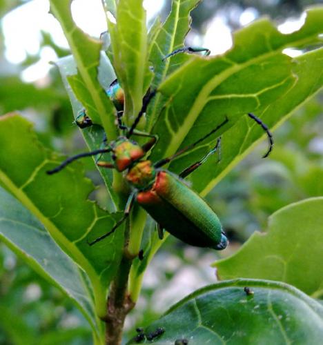 Lytta vesicatoria