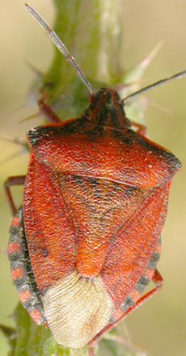 Carpocoris mediterraneus mediterraneus