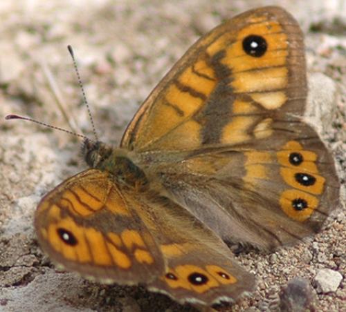 Lasiommata megera