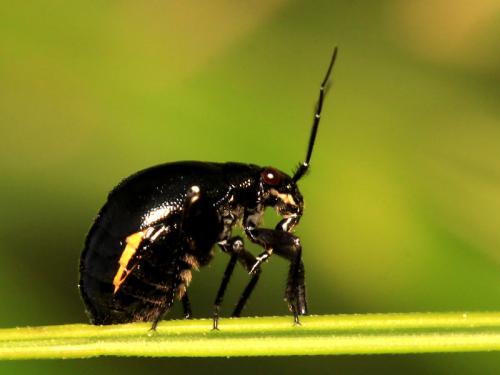 Euryopicoris nitidus