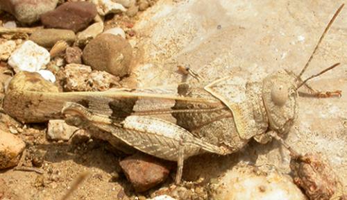 Oedipoda sp.