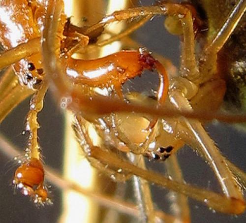 Tetragnatha sp.