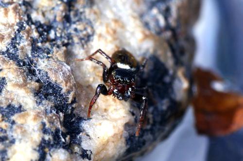 Heliophanus tribulosus