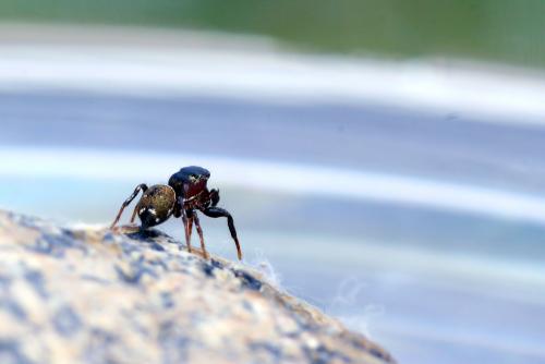 Heliophanus tribulosus