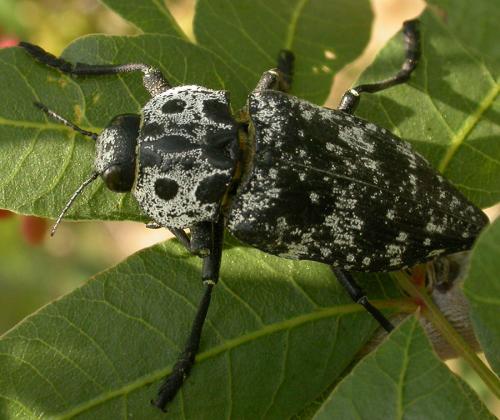 Capnodis cariosa