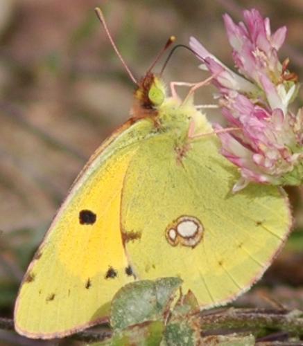 Colias sp.