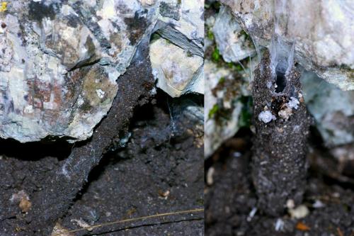 Réf. 59 011 : Atypus piceus