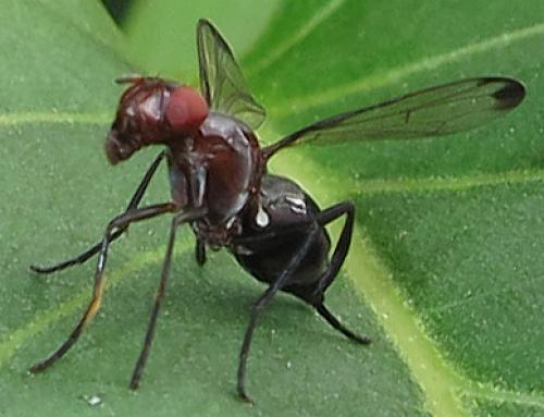 Réf. 59 396 : Cephalia rufipes