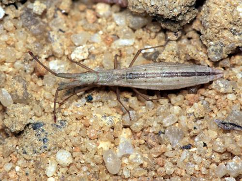 Réf. 59 670 : Prionotylus brevicornis