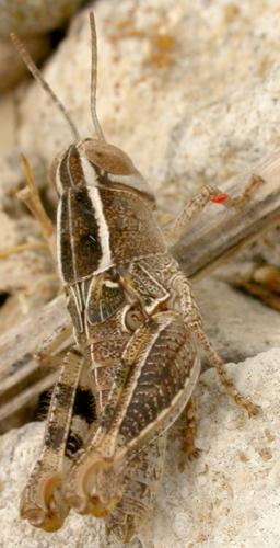 Calliptaminae