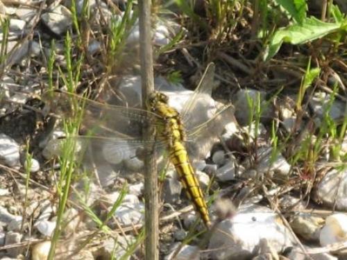 Orthetrum cancellatum