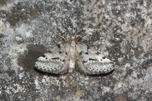 Tephronia oranaria