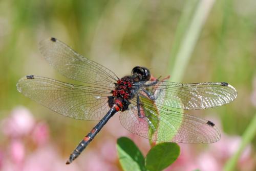 Leucorrhinia dubia