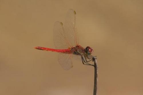 Sympetrum fonscolombii