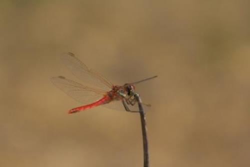 Sympetrum fonscolombii