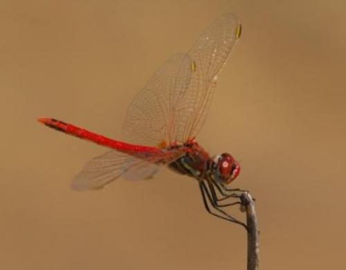 Réf. 59 333 : Sympetrum fonscolombii