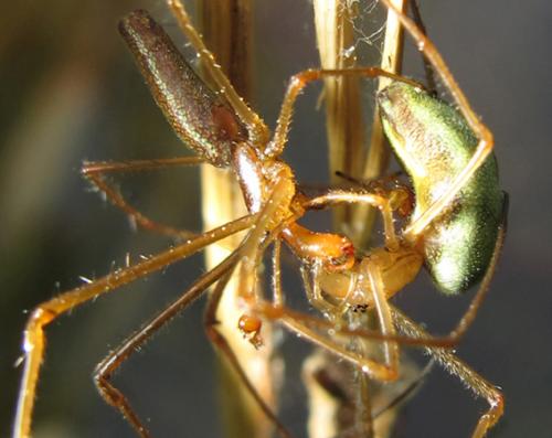 Réf. 59 111 : Tetragnatha sp.