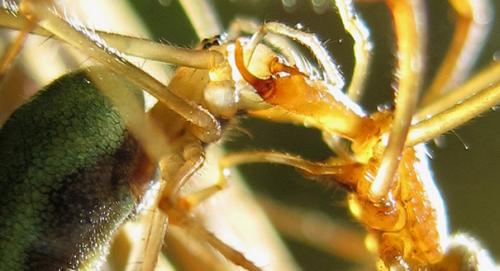 Tetragnatha sp.