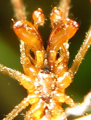 Tetragnatha sp.