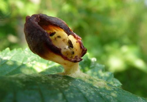 Réf. 59 098 : Tetraneura ulmi
