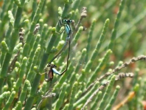 Ischnura elegans