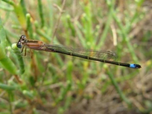 Ischnura elegans