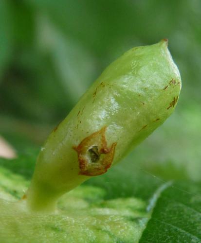 Réf. 59 787 : Tetraneura ulmi