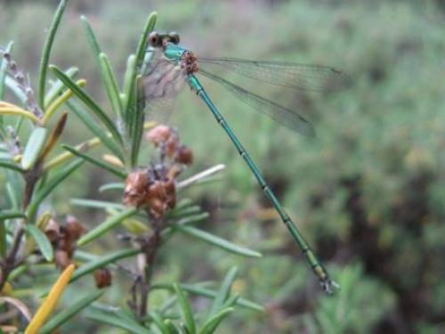 Chalcolestes viridis