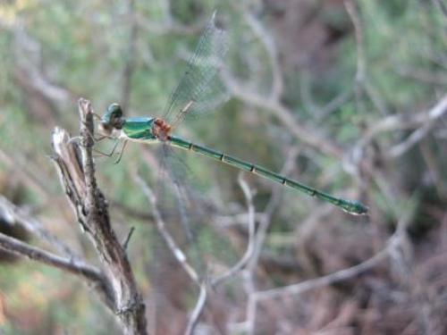 Chalcolestes viridis