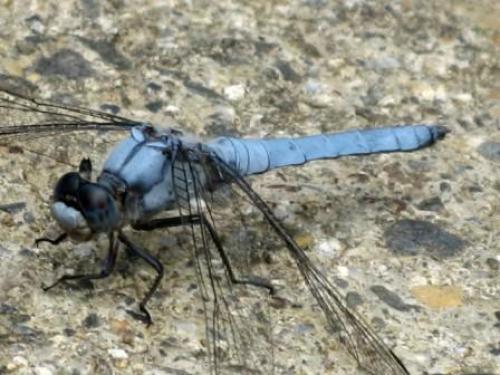 Orthetrum brunneum