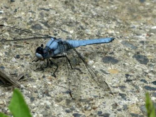 Réf. 59 329 : Orthetrum brunneum