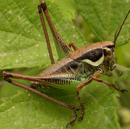 Réf. 59 279 : Tettigoniinae inconnu