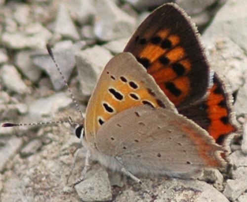 Réf. 59 073 : Lycaena phlaeas