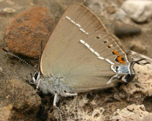 Réf. 59 075 : Satyrium spini