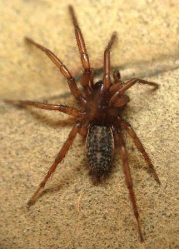 Réf. 59 315 : Gnaphosa alacris