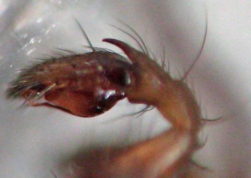 Réf. 59 313 : Gnaphosa alacris