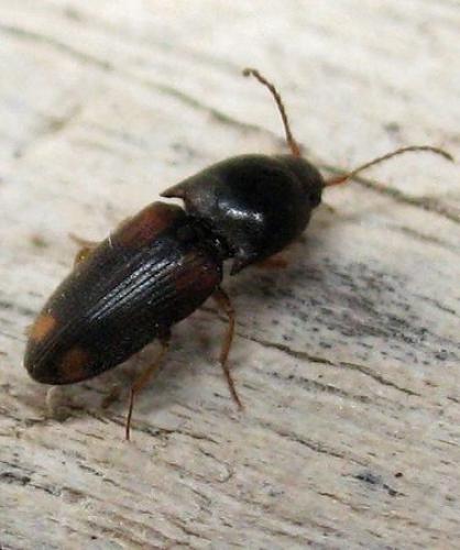 Réf. 59 319 : Drasterius bimaculatus