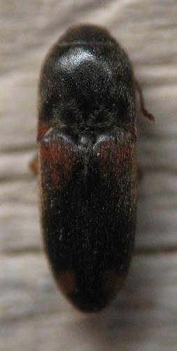 Réf. 59 320 : Drasterius bimaculatus
