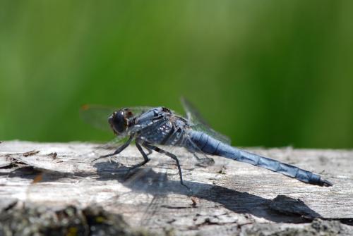 Réf. 59 576 : Orthetrum brunneum