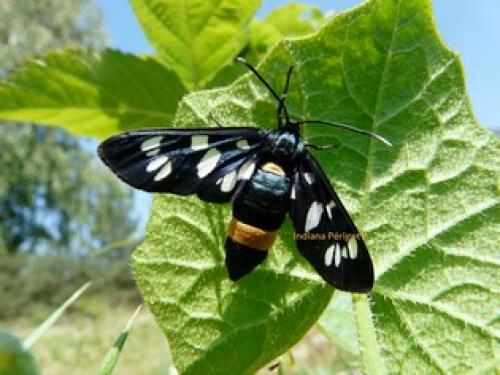 Amata sp.