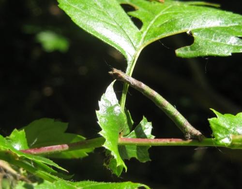 Hemithea aestivaria