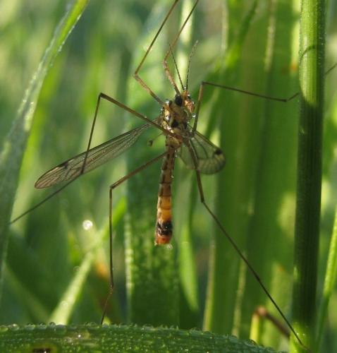 Nephrotoma guestfalica