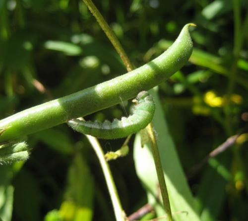 Anthocharis cardamines